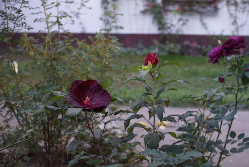  - Hibiscus de gradina