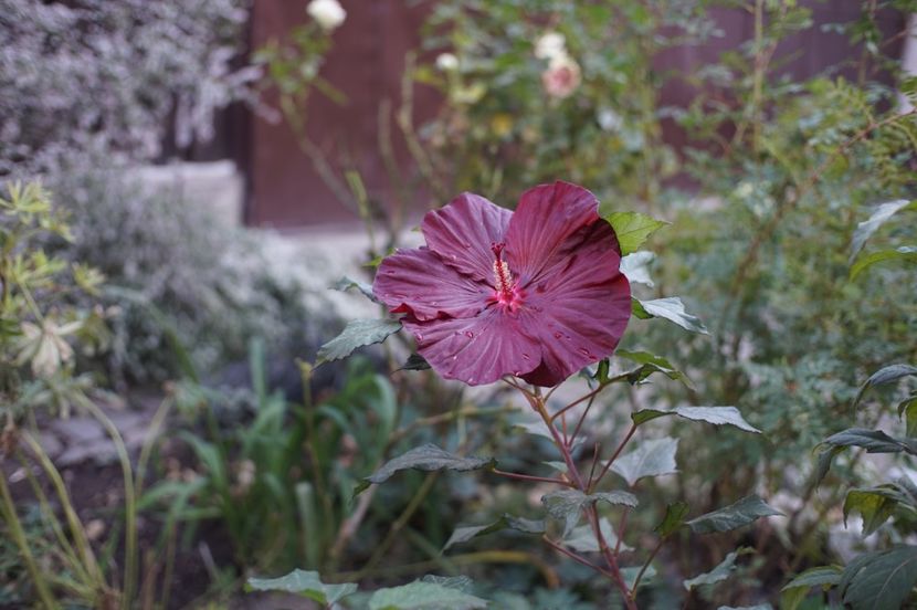  - Hibiscus de gradina