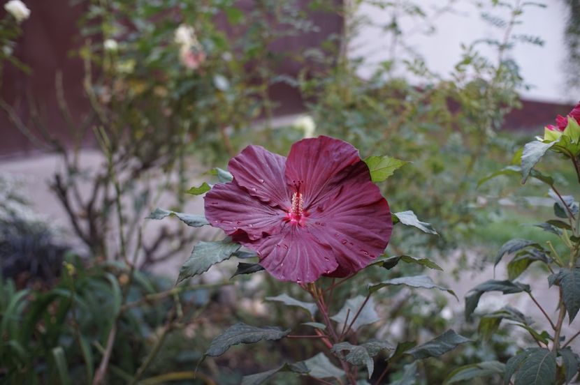  - Hibiscus de gradina