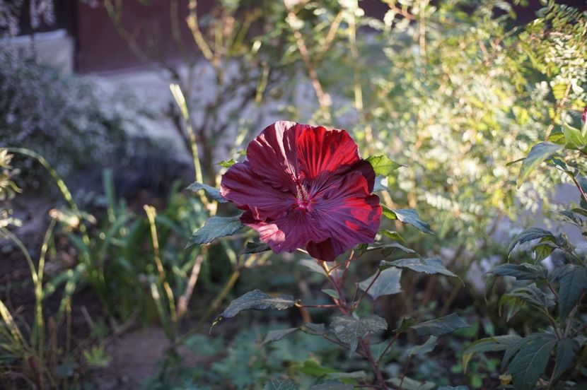  - Hibiscus de gradina