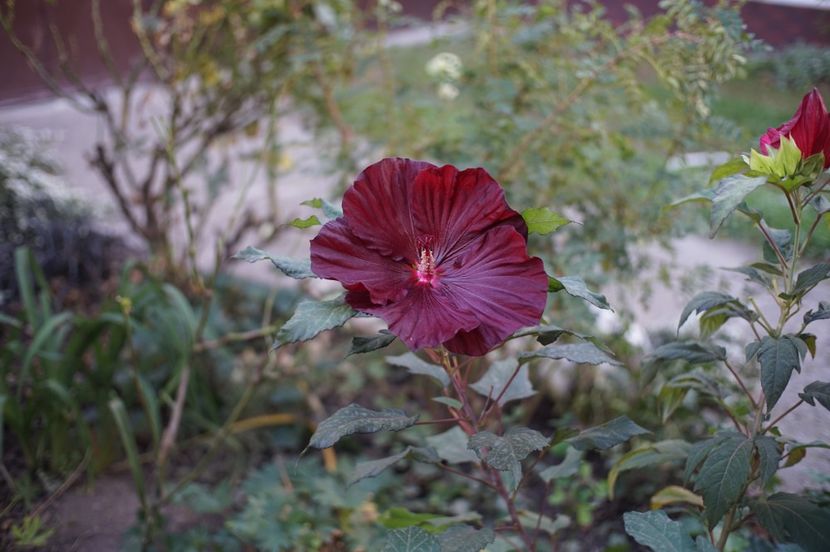  - Hibiscus de gradina