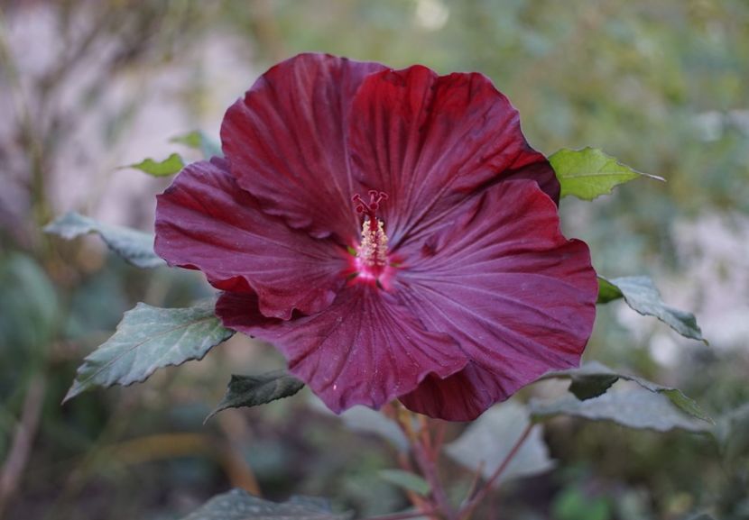  - Hibiscus de gradina