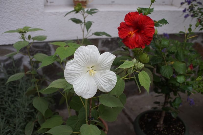  - Hibiscus de gradina