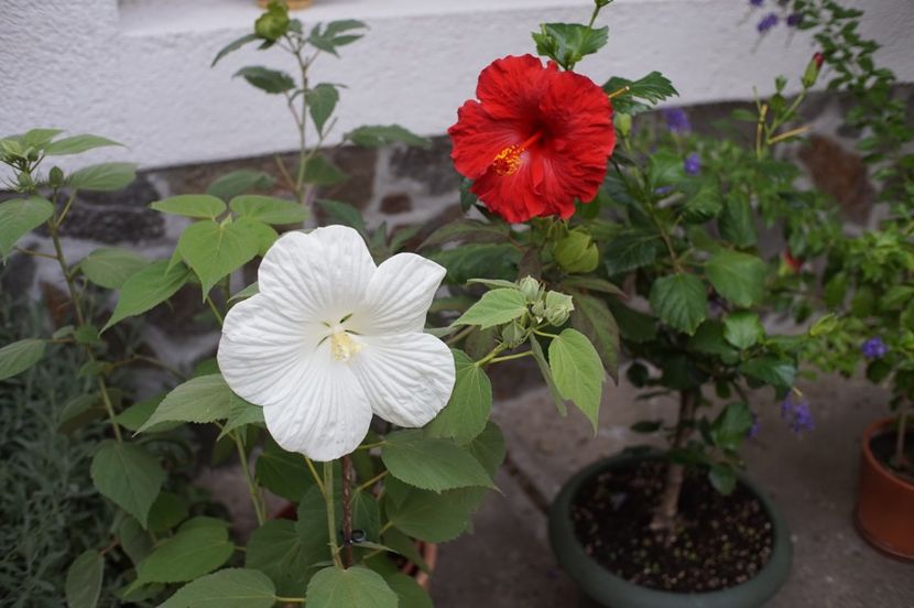  - Hibiscus de gradina