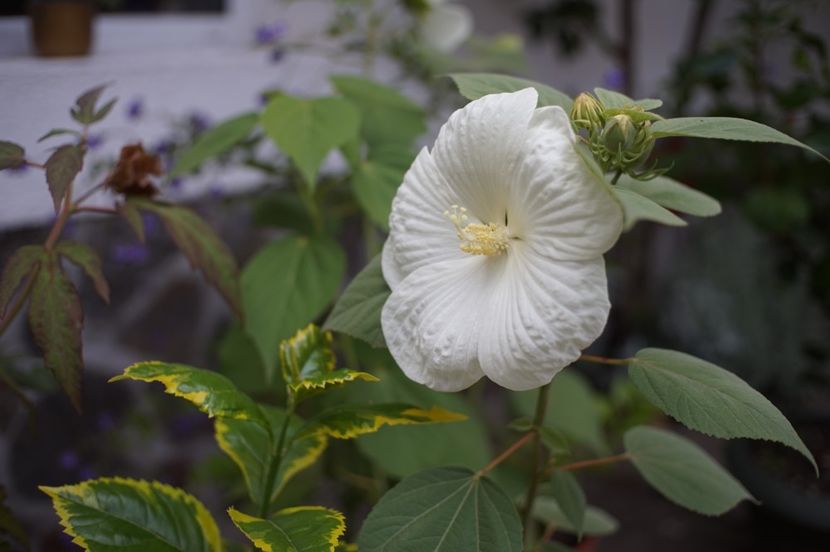  - Hibiscus de gradina
