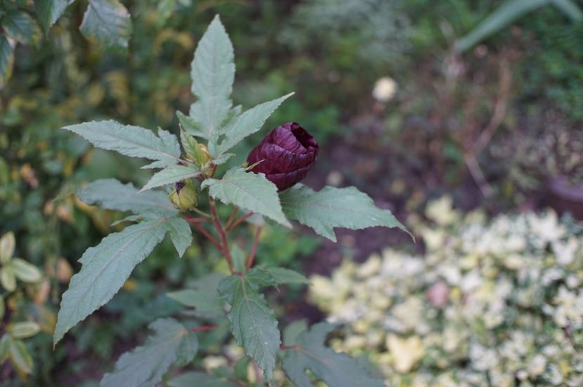  - Hibiscus de gradina