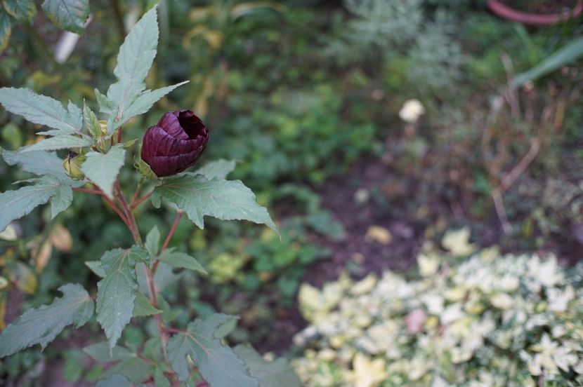  - Hibiscus de gradina