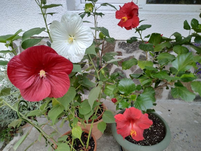  - Hibiscus de gradina