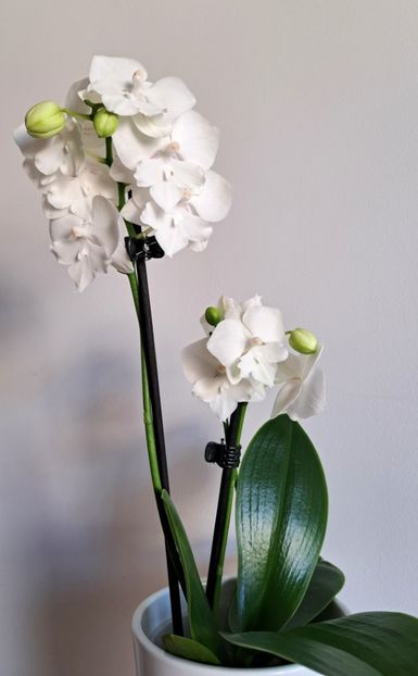  - Phalaenopsis 2
