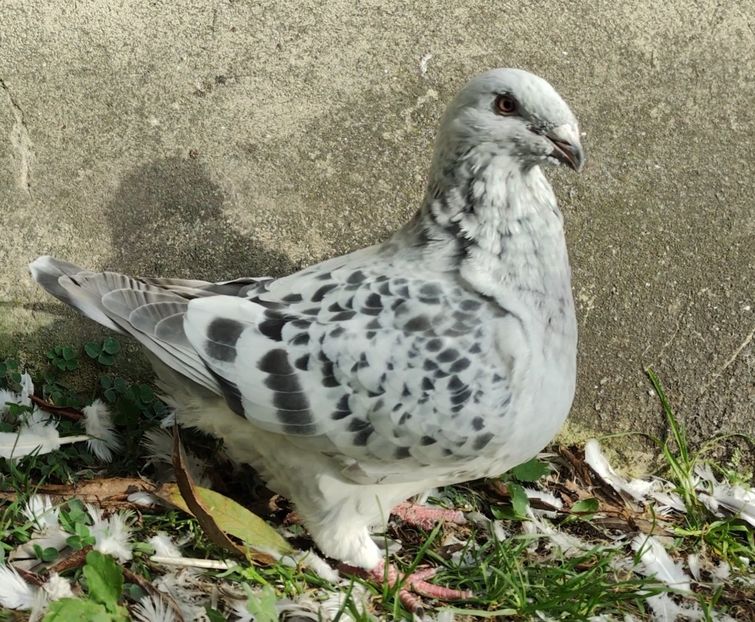 PL23-AA108 - a- SAMCE- Males