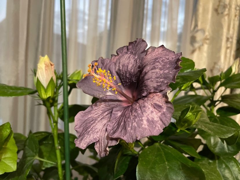  - DPs Purple Drops