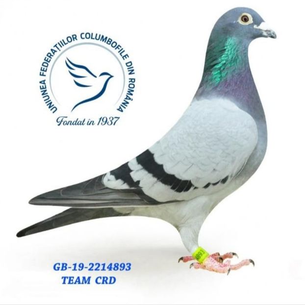  - Porumbei voiajori la matca