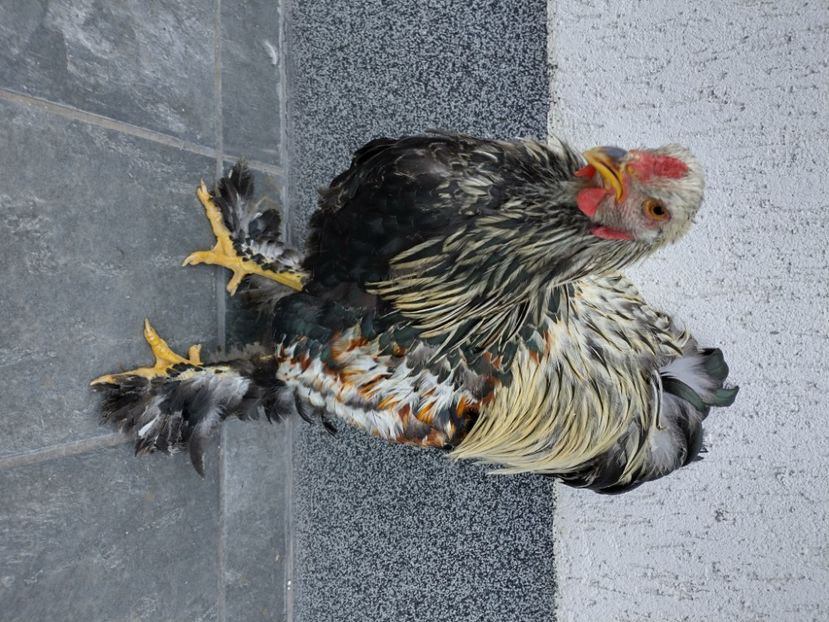  - Brahma potarnichiu albastru silver Orange bobat si HI