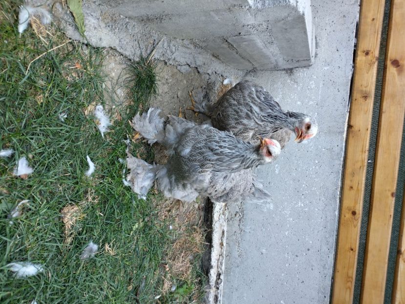  - Brahma potarnichiu albastru silver Orange bobat si HI