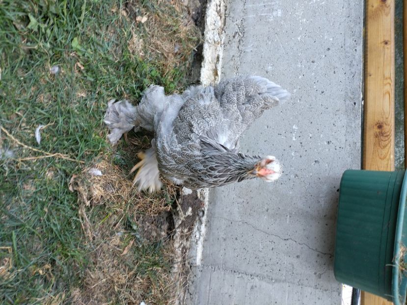  - Brahma potarnichiu albastru silver Orange bobat si HI