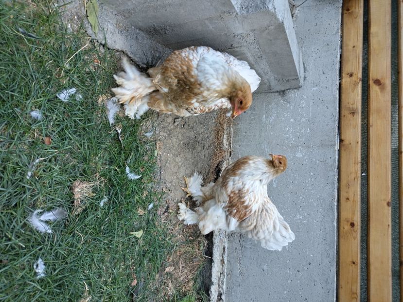  - Brahma potarnichiu albastru silver Orange bobat si HI