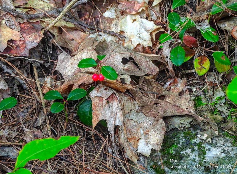 Forest berrys 2 - CANADIAN AUTUMN - Toamna canadiana