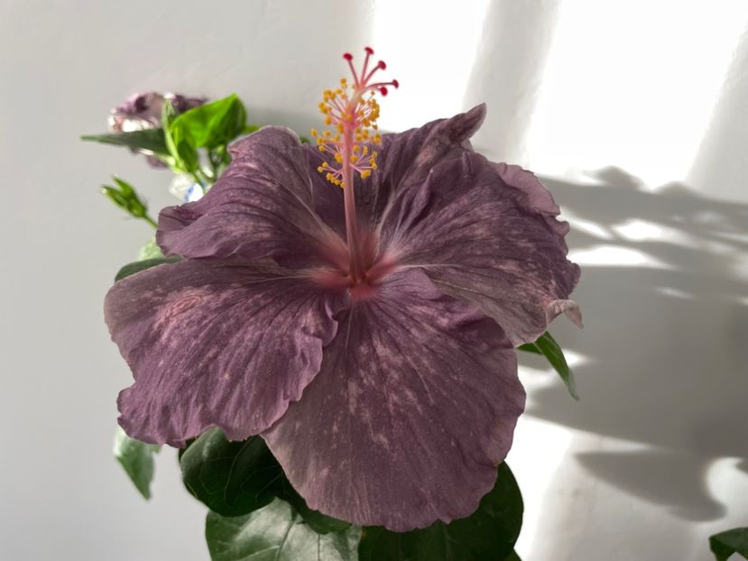  - DPs Purple Drops