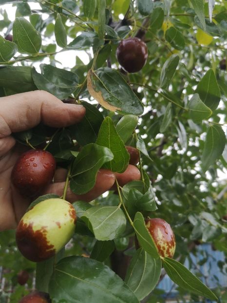  - arbori fructiferi 2023