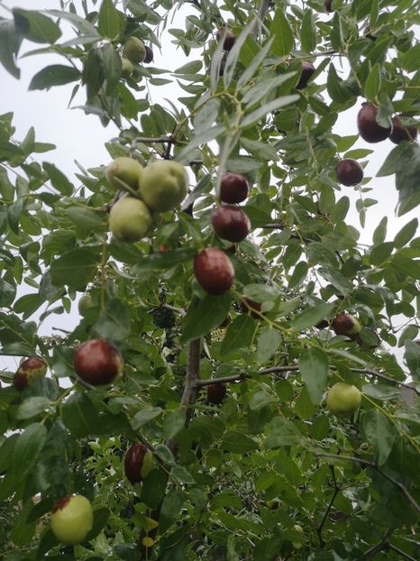  - arbori fructiferi 2023