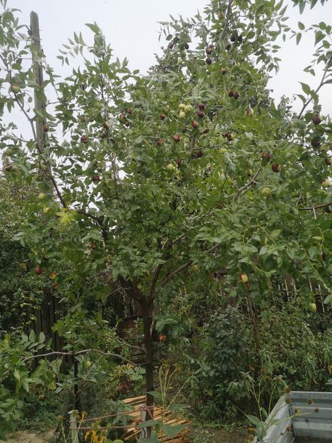  - arbori fructiferi 2023