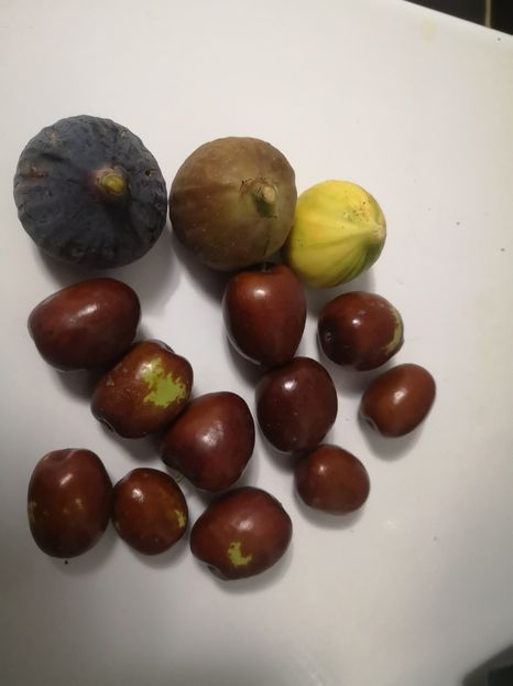  - arbori fructiferi 2023