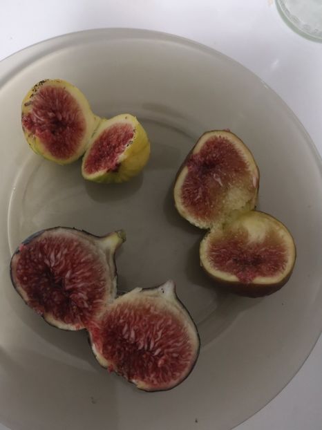  - arbori fructiferi 2023