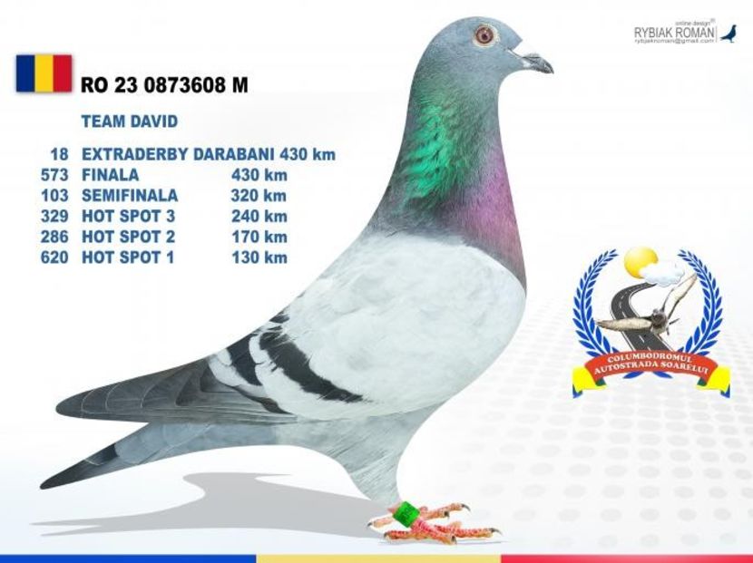 23 - 873608 - Porumbei columbodroame