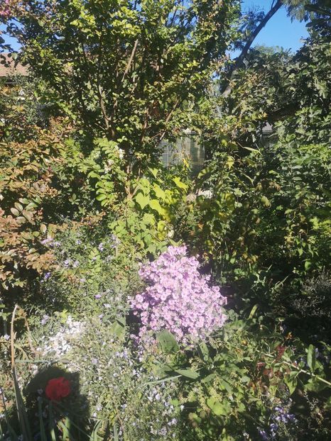  - Gradina flori