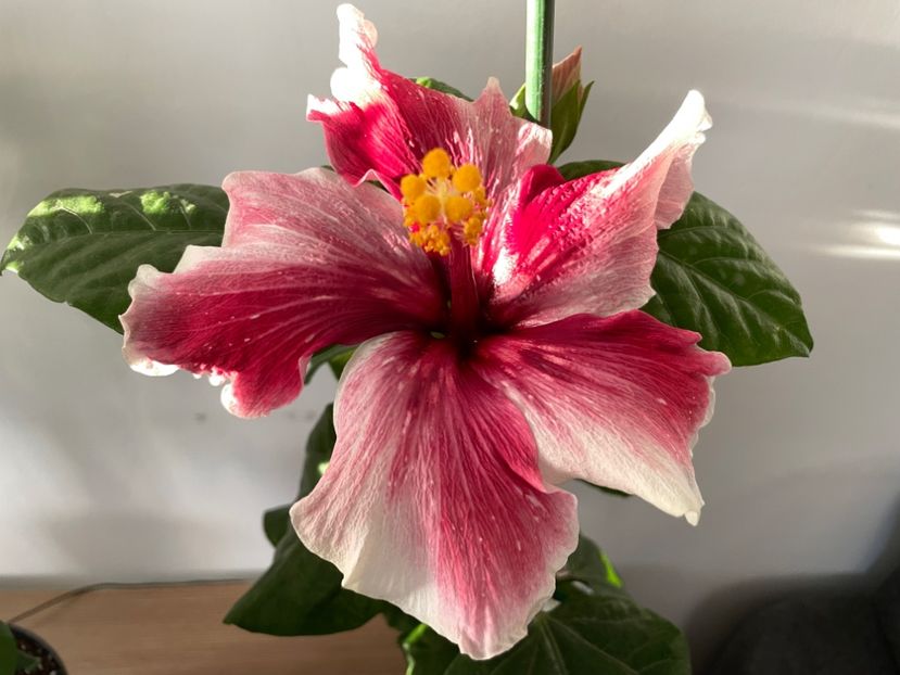  - 001 - Hibiscusi 2023