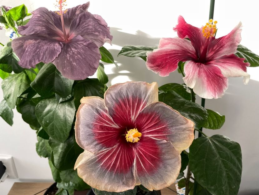  - 001 - Hibiscusi 2023