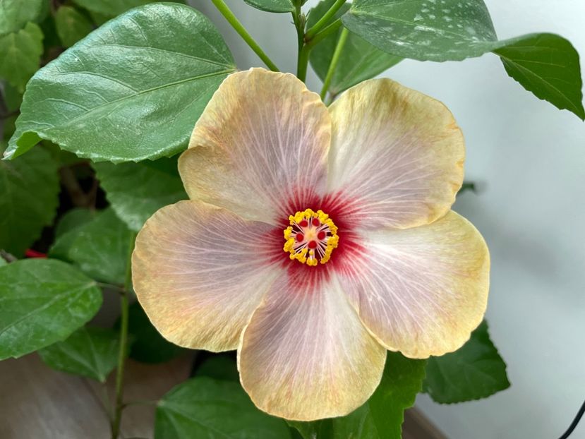  - 001 - Hibiscusi 2023