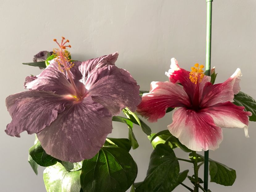  - 001 - Hibiscusi 2023