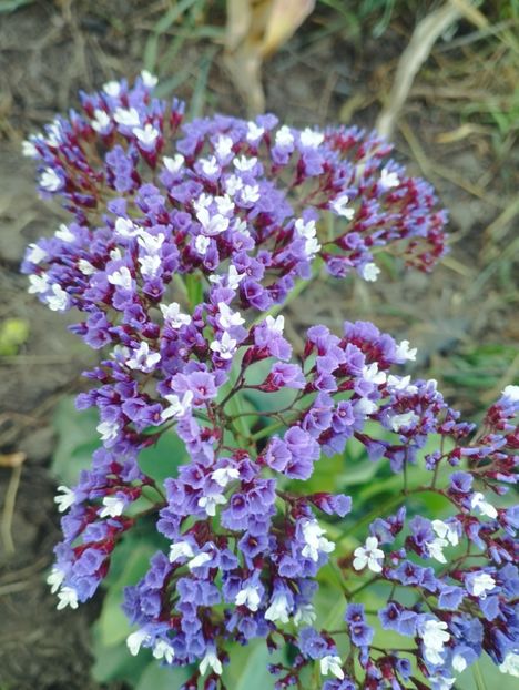 - Limonium perezii 2023