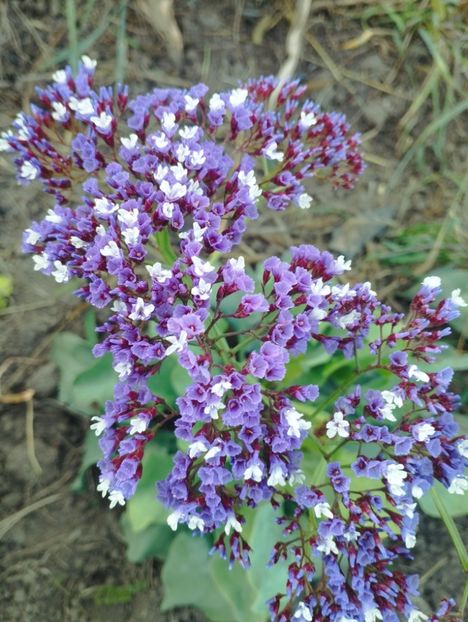  - Limonium perezii 2023