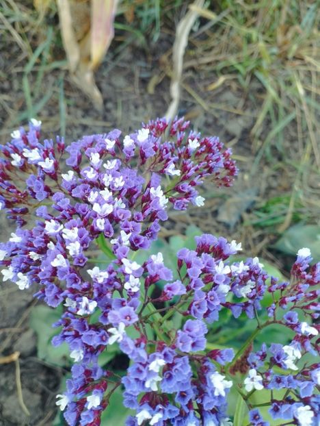 - Limonium perezii 2023