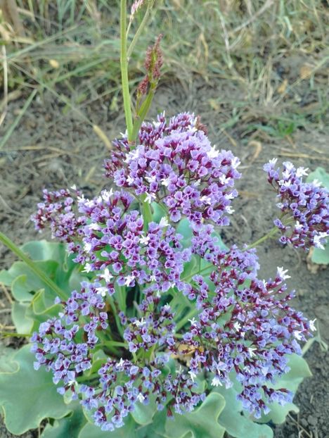  - Limonium perezii 2023