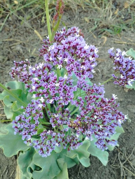  - Limonium perezii 2023