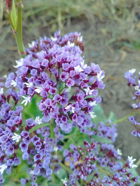  - Limonium perezii 2023