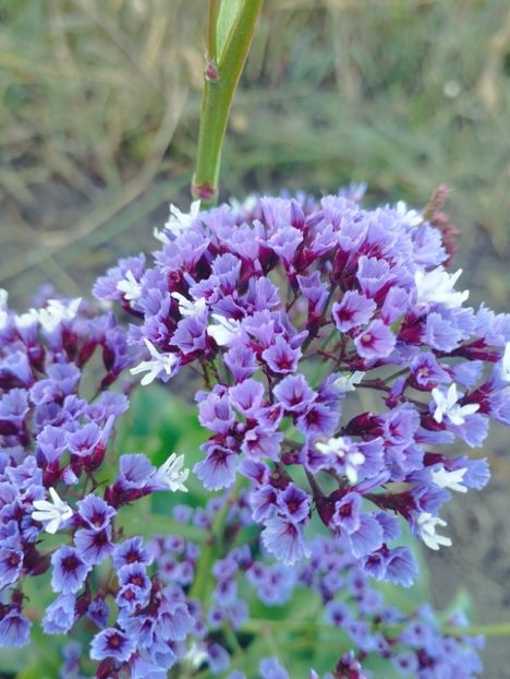  - Limonium perezii 2023