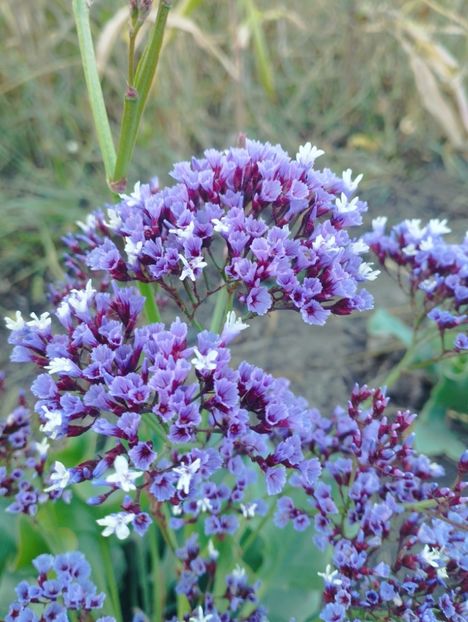  - Limonium perezii 2023