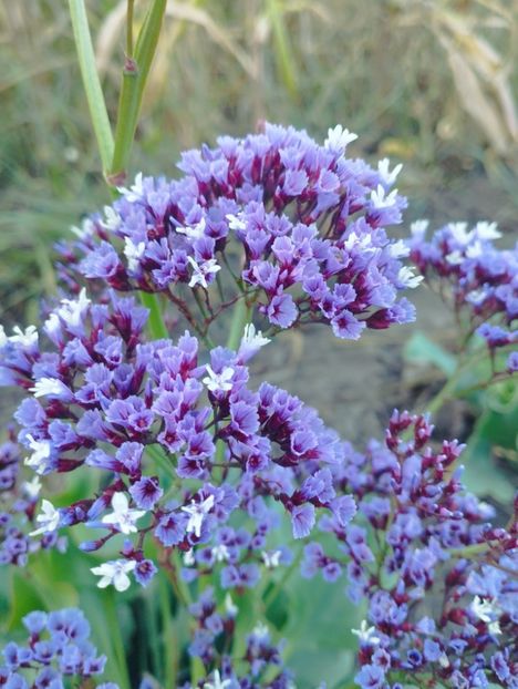  - Limonium perezii 2023