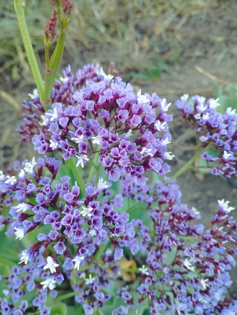  - Limonium perezii 2023