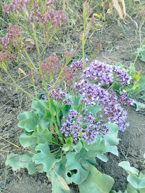 - Limonium perezii 2023