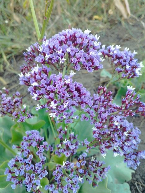  - Limonium perezii 2023