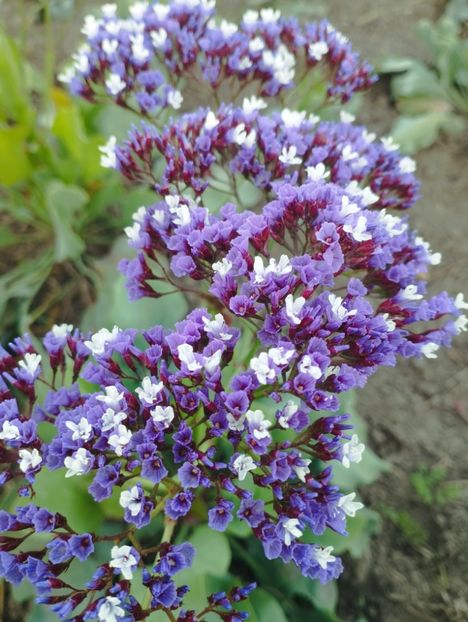  - Limonium perezii 2023