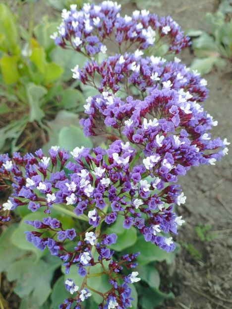  - Limonium perezii 2023