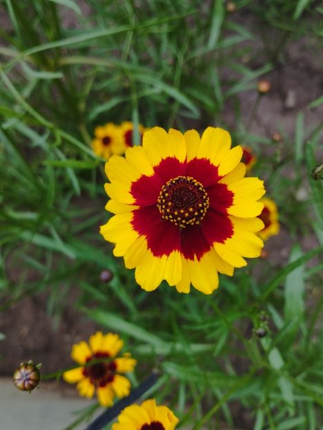  - Gailardia și rudbechia