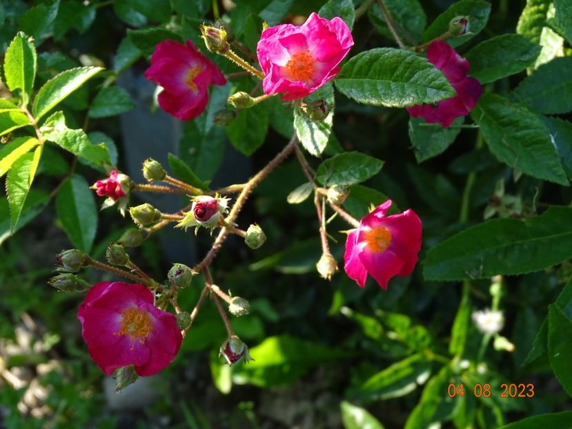  - Trandafiri 2023 3