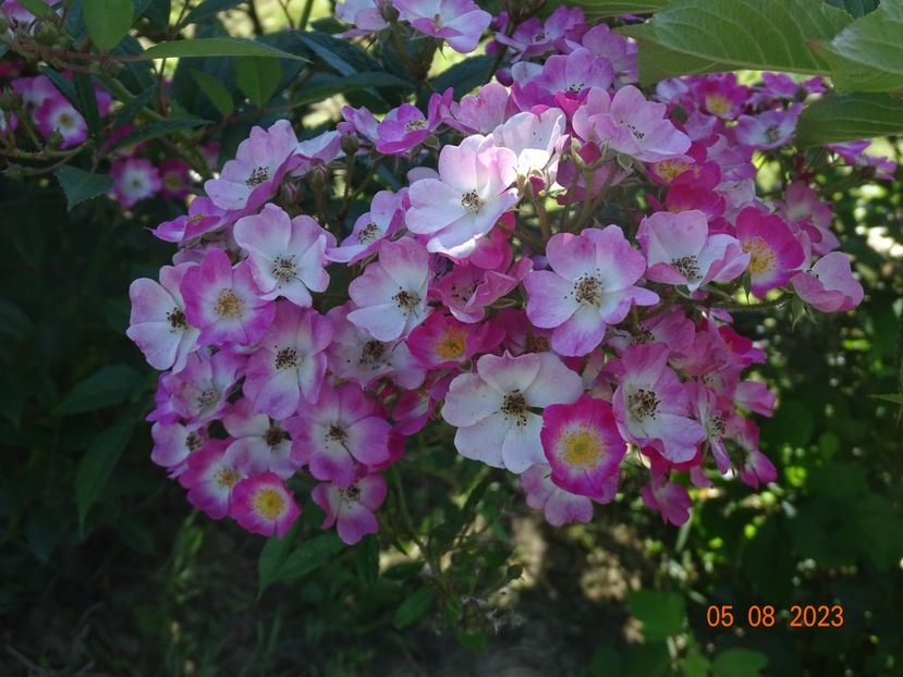  - Trandafiri 2023 3